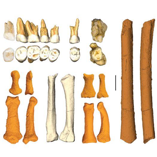 h_luzonensis_callao_cave_archaeology_project.png